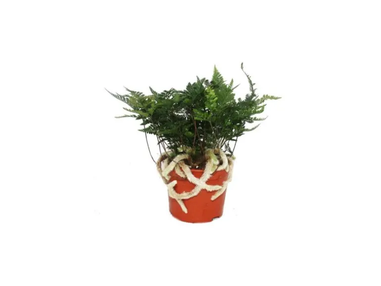 Exotenherz Tarantelfarn Vogelspinnenfarn Spinnenfarn Humata Tyermannii Davallia 12cm Topf