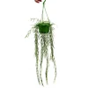 Exotenherz Zimmerpflanze zum Hängen Hoya Linearis Wachsblume 12cm Ampel
