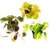 Exotenherz Zimmerpflanzen Trio Rankende Baumfreunde Set mit 3 Verschiedenen Philodendron Arten