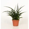 Fernwood Mikado Topf-Ø ca. 10 cm (Sanseveria cylindrica)