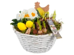 Frühblüher-Arrangement im weißen Korb-Gefäß Topf-Ø ca. 24 cm