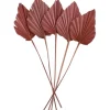 Getrocknetes Palmenblatt Ancient Secrets 5-tlg. 12-13 cm x 45-50 cm Terrakotta