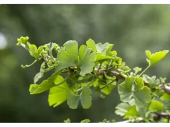 Ginkgo Biloba Troll Fächerblattbaum Kompakt 120 cm Stammhöhe