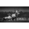 Glasbild Herd of Deer 125 cm x 50 cm