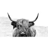 Glasbild Scott. Highland Cattle ll 80 cm x 30 cm