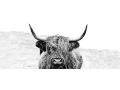 Glasbild Scott. Highland Cattle ll 80 cm x 30 cm