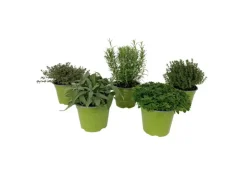 GROW by OBI Kräutermischung "Italienische Kräuter" Topf-Ø ca. 14 cm