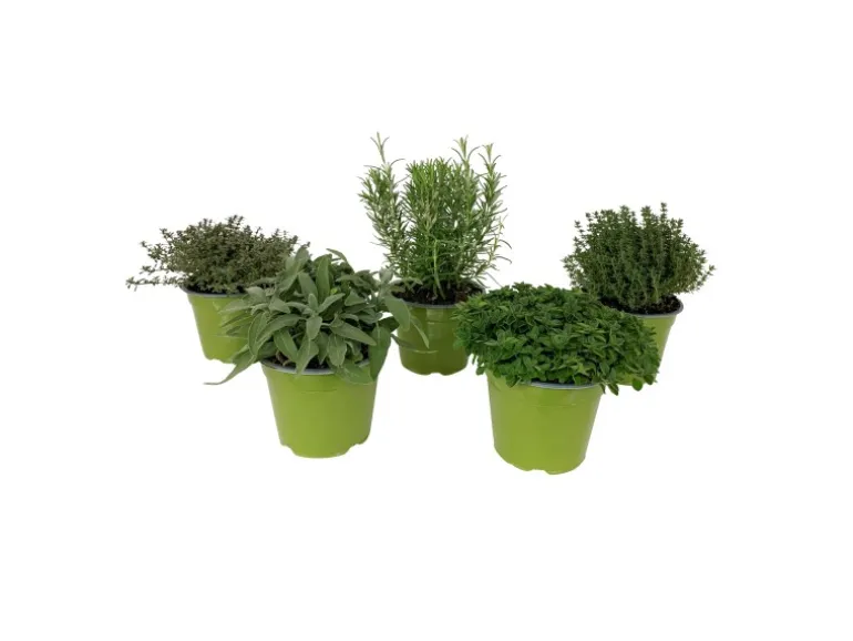 GROW by OBI Kräutermischung "Italienische Kräuter" Topf-Ø ca. 14 cm