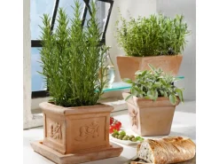 GROW by OBI Kräutermischung "Italienische Kräuter" Topf-Ø ca. 14 cm