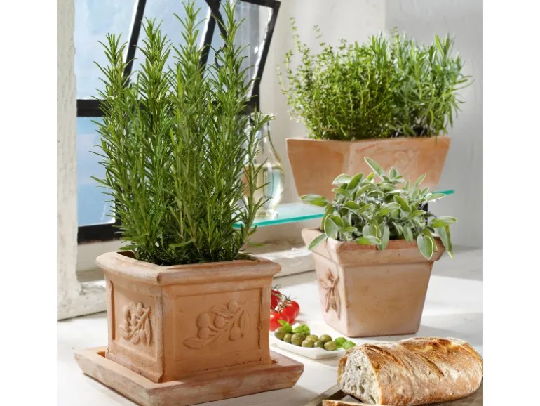 GROW by OBI Kräutermischung "Italienische Kräuter" Topf-Ø ca. 14 cm