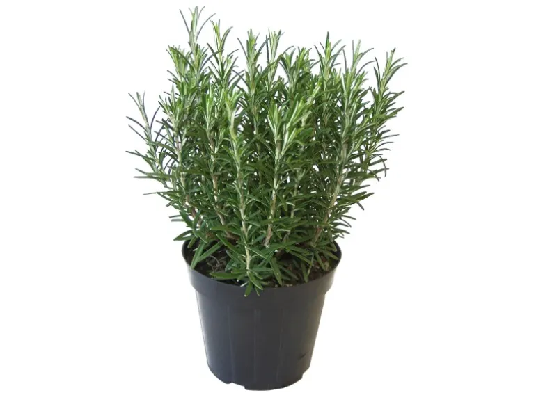 GROW by OBI Kräutermischung "Italienische Kräuter" Topf-Ø ca. 14 cm