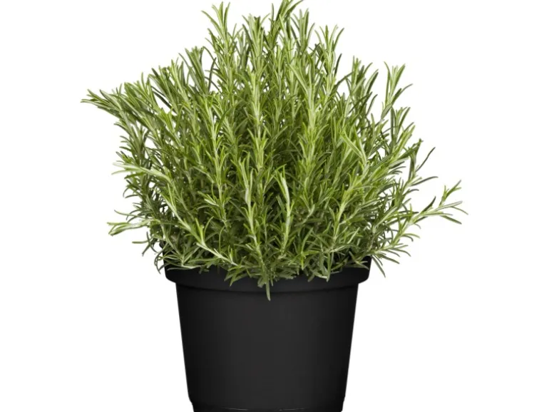 GROW by OBI Kräutermischung "Italienische Kräuter" Topf-Ø ca. 14 cm