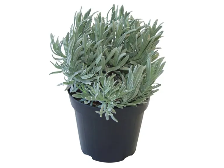 GROW by OBI Kräutermischung "Italienische Kräuter" Topf-Ø ca. 14 cm