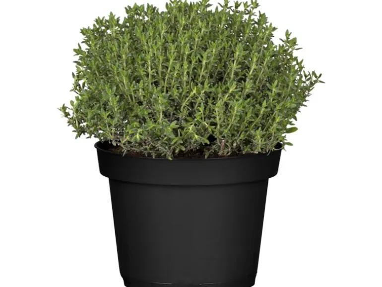 GROW by OBI Kräutermischung "Italienische Kräuter" Topf-Ø ca. 14 cm