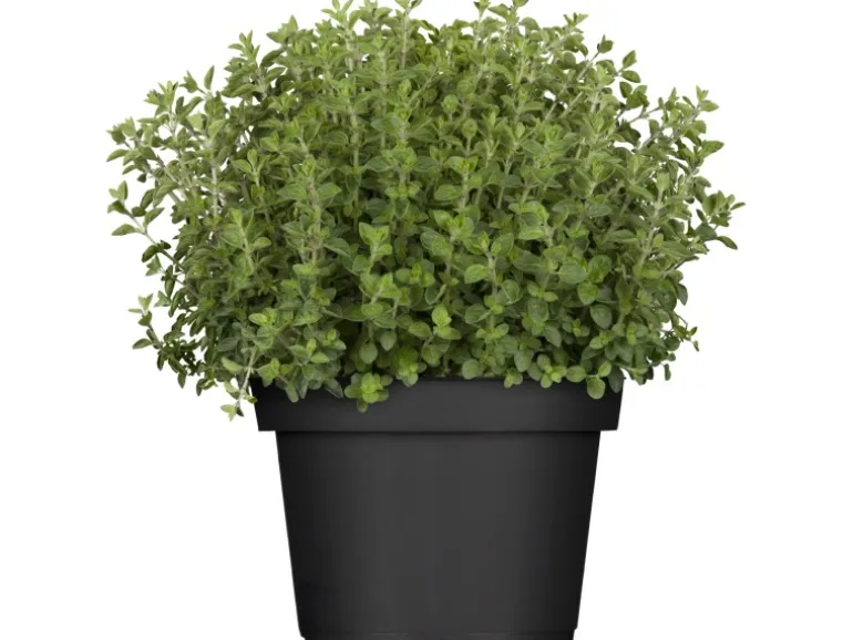 GROW by OBI Kräutermischung "Italienische Kräuter" Topf-Ø ca. 14 cm