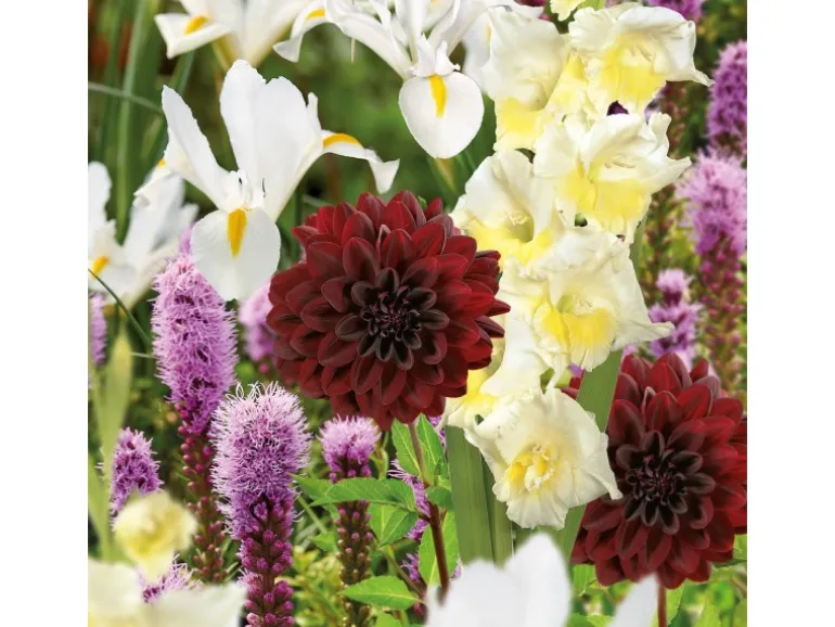 GROW by OBI Schnittblumen-Kollektion Höhe ca. 50 cm - 100 cm