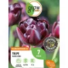 GROW by OBI Tulpe Black Hero Lila 7 Stück Tulipa double late Black Hero