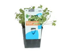 GROW by OBI Wassernabel Bunt Topf-Ø ca. 11 cm