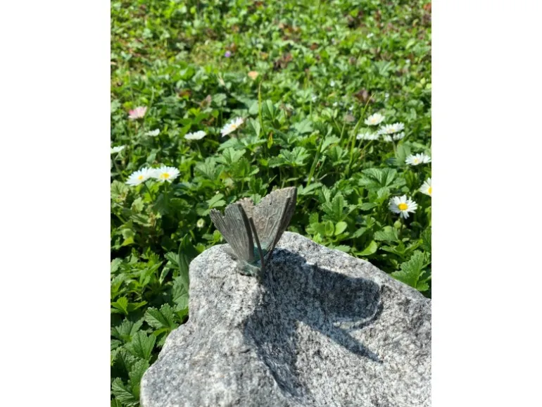 Insektentränke mit Schmetterling 20 cm x 30 cm