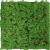 Jangal Wandpaneel Modular Wall Thuja Tea Tree 52 x 52 cm