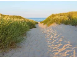 Komar Fototapete Sandy Path 368 cm x 254 cm FSC®