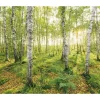 Komar Fototapete Vlies Birch Trees 400 x 250 cm