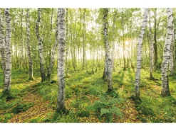 Komar Fototapete Vlies Birch Trees 400 x 250 cm