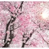 Komar Fototapete Vlies Bloom 400 x 260 cm