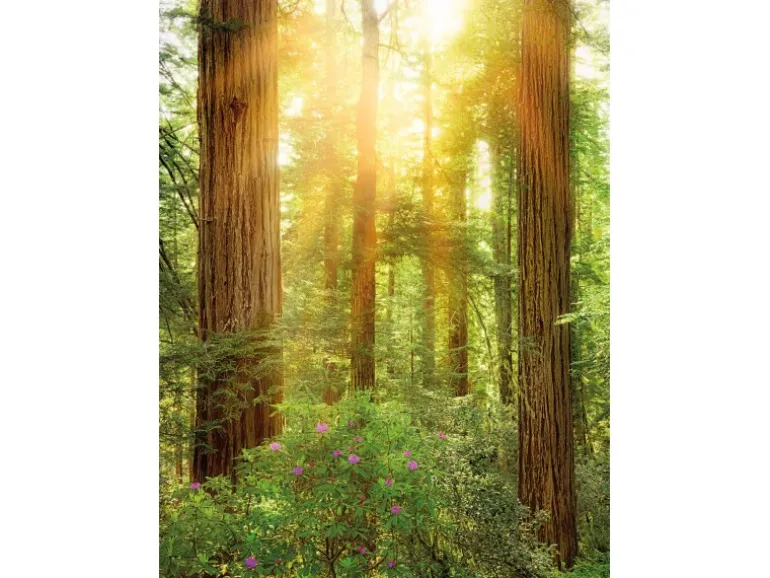 Komar Fototapete Vlies Redwood 200 x 260 cm