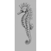 Komar Fototapete Vlies Seahorse Panel 100 x 250 cm 100 x 250 cm