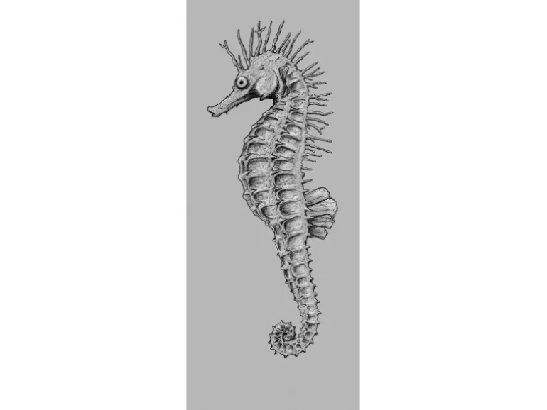 Komar Fototapete Vlies Seahorse Panel 100 x 250 cm 100 x 250 cm