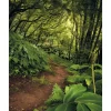 Komar Fototapete Vlies The Path 200 x 250 cm