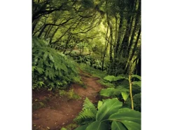 Komar Fototapete Vlies The Path 200 x 250 cm