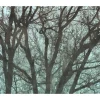 Komar Fototapete Whispering Woods 400 cm x 250 cm