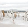 Komar Fototapete White Horses 368 cm x 254 cm FSC®