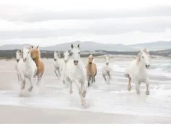 Komar Fototapete White Horses 368 cm x 254 cm FSC®