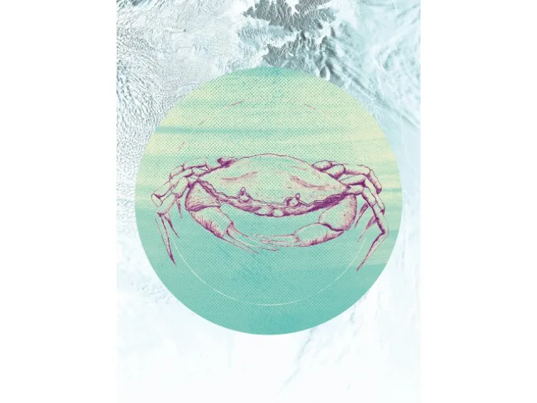Komar Wandbild Crab Sea 50 x 70 cm
