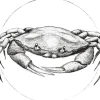 Komar Wandbild Crab White 50 x 70 cm