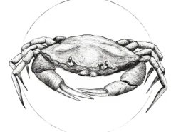 Komar Wandbild Crab White 50 x 70 cm