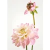 Komar Wandbild Dahlia 50 x 70 cm