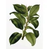 Komar Wandbild Elastica Tree 30 x 40 cm