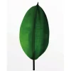 Komar Wandbild Ficus Leaf 40 x 50 cm
