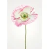 Komar Wandbild Poppy 50 x 70 cm