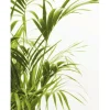 Komar Wandbild Reed Leaves 40 x 50 cm
