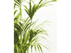 Komar Wandbild Reed Leaves 40 x 50 cm