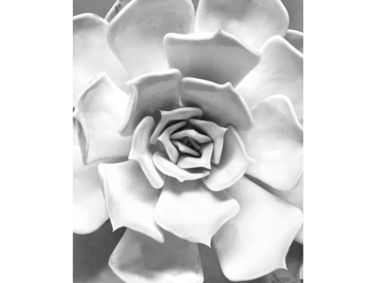 Komar Wandbild Succulent Closeup 40 x 50 cm