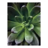 Komar Wandbild Succulent Single 40 cm x 50 cm