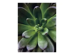 Komar Wandbild Succulent Single 40 cm x 50 cm