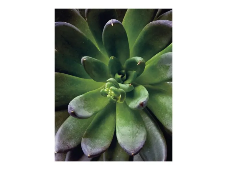 Komar Wandbild Succulent Single 40 cm x 50 cm