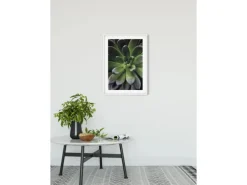 Komar Wandbild Succulent Single 40 cm x 50 cm